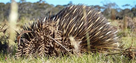 Short Beaked Echidna