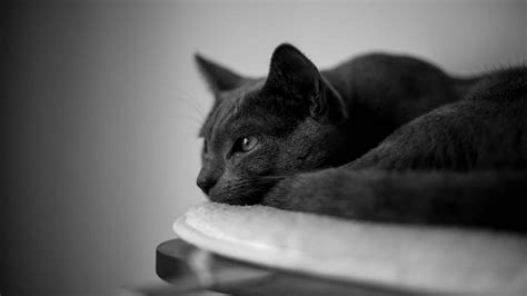 Tips For Editing Cat Photos Learn Photography By Zoner Photo Studio