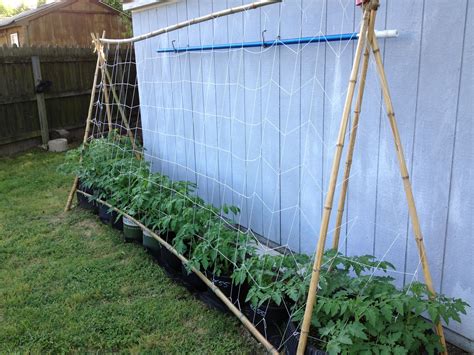 How To String Trellis Aka String Train Tomatoes Artofit