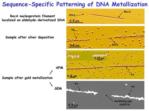 PPT A DNA Templated Carbon Nanotube Field Effect Transistor