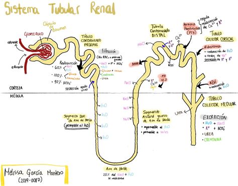 Sistema Tubular Renal Material De Enfermeria Cosas De Enfermeria