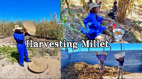 Harvesting Millet In My Village I Cant With The Amount Of Work In My