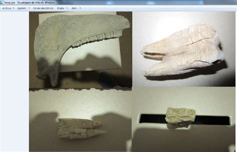 Horse Jaw And Tooth Fossil Id The Fossil Forum