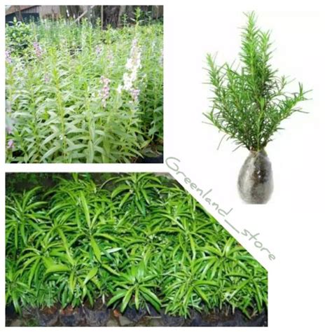 Jual Paket Jenis Tanaman Anti Nyamuk Anti Nyamuk Zodia Rosemary