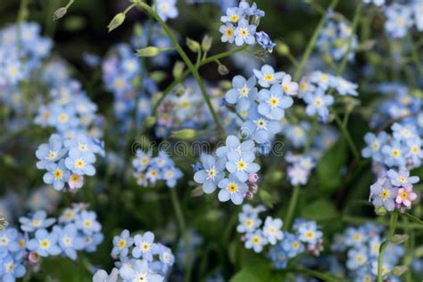 El Azul De La Nomeolvides Florece El Primer Foto De Archivo Imagen De