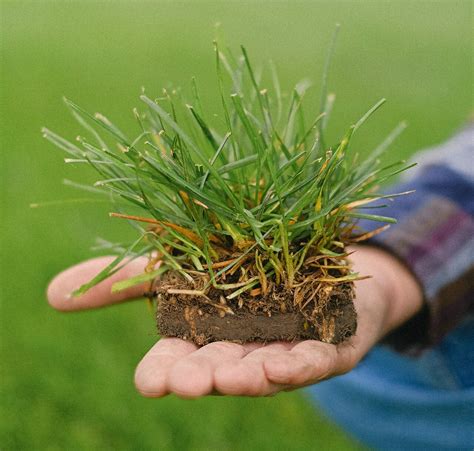 How To Plant Centipede Grass Seed Storables