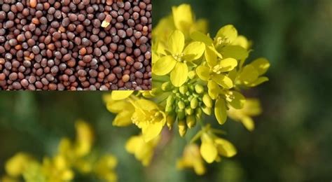 Mustard Farming Information Detailed Guide