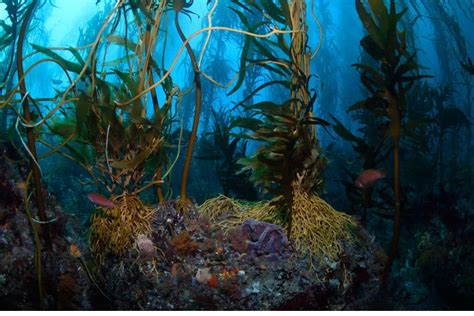 Utilising Kelp Forests For Carbon Sequestration Earth