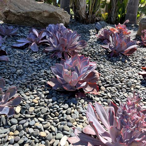 Mexican Beach Pebble Mixed Buttons Southwest Boulder Stone