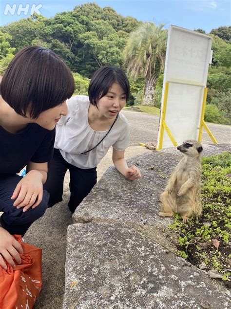 Nhk長崎放送局 On Twitter ˗ˏˋnhk長崎 開局90年ˎˊ˗ 本日の「帰ってきた！ながさき 跳町発市」の舞台は長崎県西海市🐵👀 こ～んな近くで見つめ合えちゃう“あの”場所