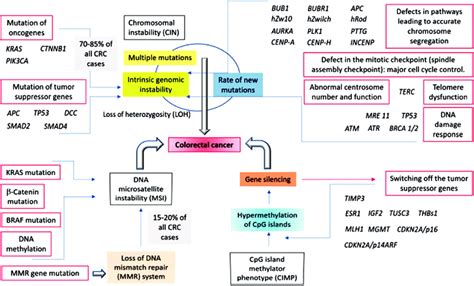 Involvement Of The Chromosomal Instability Cin Microsatellite