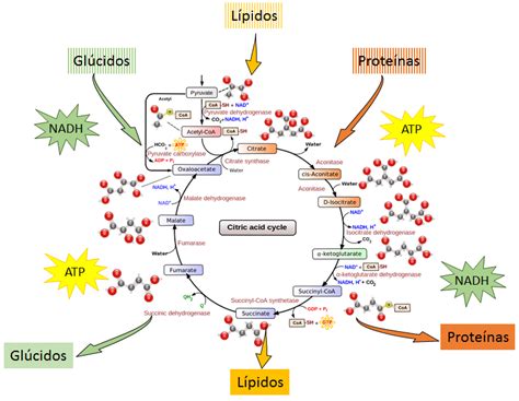 Bacterias Actuaciencia Rap Del Ciclo De Krebs