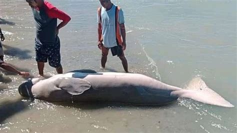 Dugong Mati Terdampar Di Pesisir Pantai Kelang Maluku Dagingnya