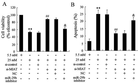 Interaction Of MIAT And MiR 29b On High Glucose Induced RMC 1 Cells A