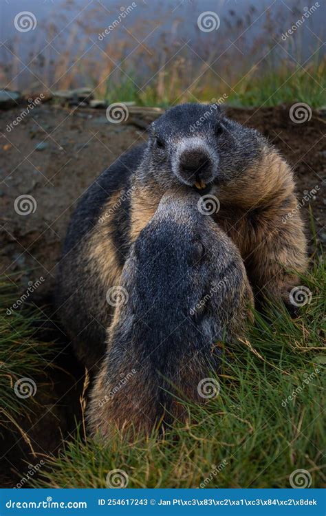 Cute Groundhogs Giving Each Other Kisses Stock Image Image Of Sitting