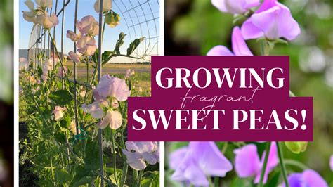 How To Grow Sweet Peas From Seed Two Sisters Flower Farm