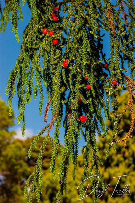 Fruiting Rimu Tree Dacrydium Cupressinum Darryl Torckler Photography