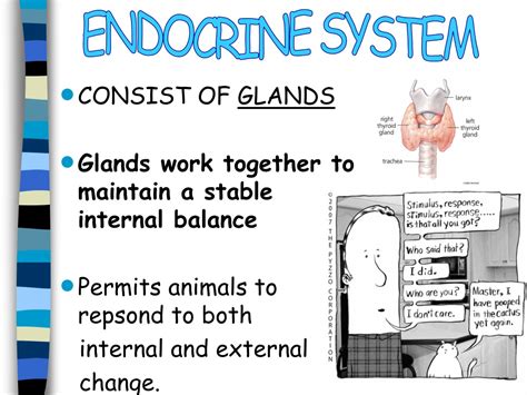 Ppt Aim How Does The Endocrine System Achieve Regulation Powerpoint Presentation Id 9454501