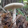 Muchomor Zielonawy Amanita Phalloides Atlas Nagrzyby Pl