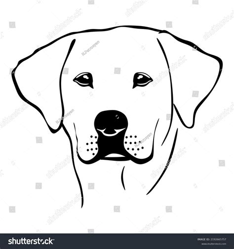 How To Draw Puppy Labrador Retriever Dogs And Puppies Atelier Yuwa