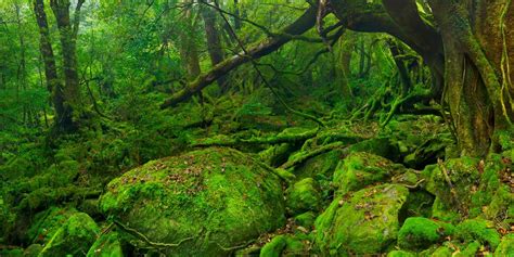 Exuberante Selva Tropical A Lo Largo Del Sendero Shiratani Unsuikyo