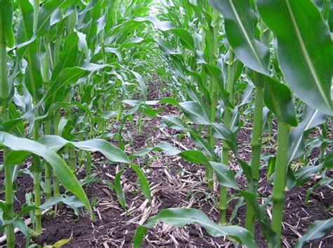 How to Retain Moisture in Soil - Best Landscape Ideas
