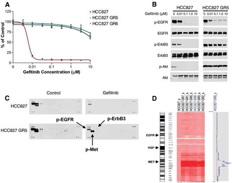 Hcc827 Gr Cells Are Resistant To Gefitinib In Vitro And Show Met