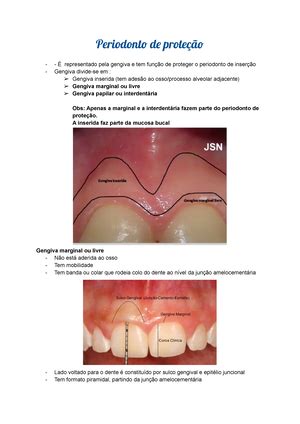 Amelogênese Formação do esmalte dentário fases desenvolvimento