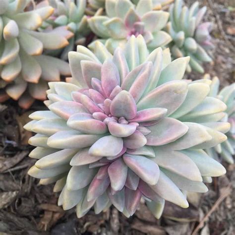 11 Pretty Pink Succulents For Your Dead Gorgeous Garden