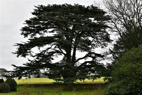 Audley End Garden Fine Cedar Of Lebanon Michael Garlick Geograph