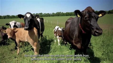 Cow Calf Contact Systems On Pasture Examples From Two Farms Youtube