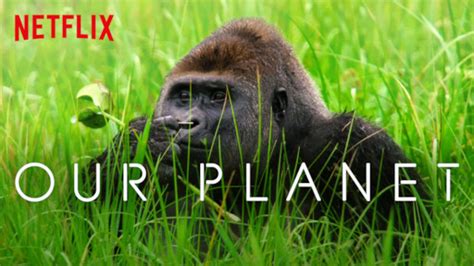 5 Nature Documentaries On Netflix To Watch During QuarantineExpotur