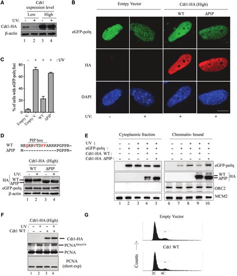 Overexpression Of Cdt Impairs Egfp Pol Z Focus Formation After Uv