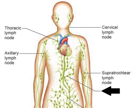 Hole S Essential Of Human Anatomy Physiology 11th Ed Flashcards