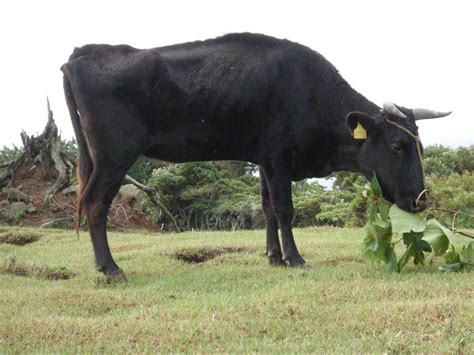 Turano Mongolian Cattle