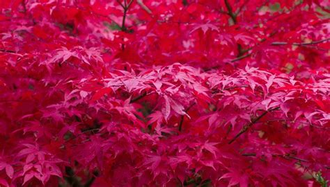 Japanese Maple Fireglow Vs Bloodgood Differences Explained Rennie