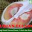 Jual Bibit Durian Pelangi 70cm Genjah JualBenihMurah