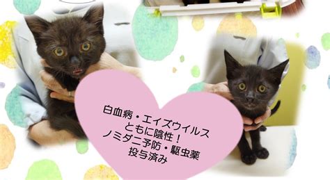 🔶🔷里親さん募集🐈黒猫ちゃんたち※募集終了しました いちのみや動物病院