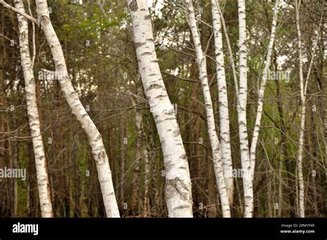 Birch Trees Bark Hi Res Stock Photography And Images Alamy