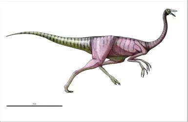 Médias de ORNITHOMIMUS Encyclopædia Universalis