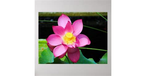 Hot Pink Lotus Flower Poster Zazzle