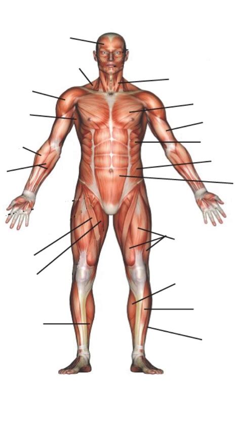 Lower Leg Muscles Diagram Quizlet