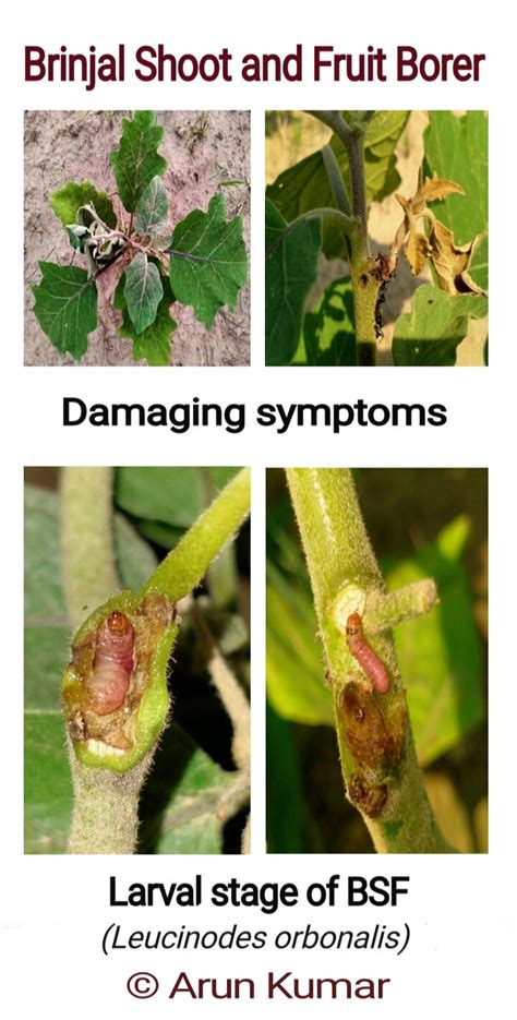 Shoot Drooping Of Brinjal By Shoot And Fruit Borer Leucinodes Download Scientific Diagram