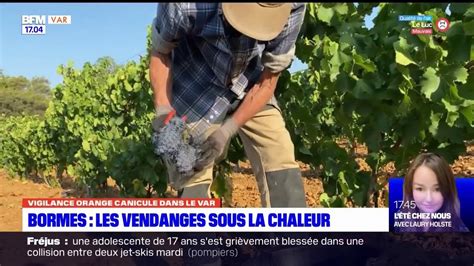 Bormes Les Mimosas Les Vendanges Commencent Sous La Canicule YouTube