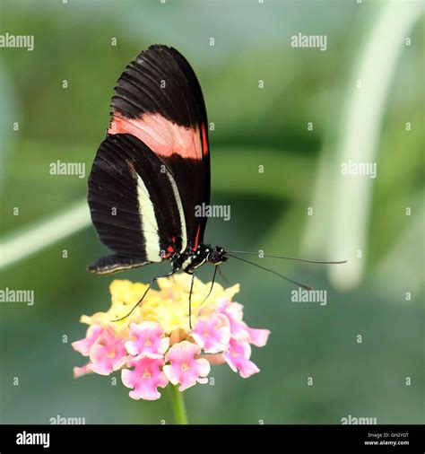 Red Postman Butterfly At Rest Heliconius Erato Cyrbia Also Known As