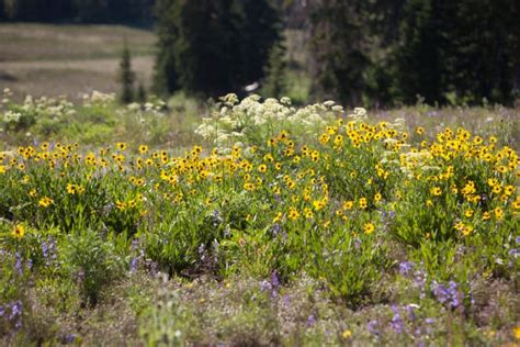 Cedar Breaks National Monument Wildflower Festival