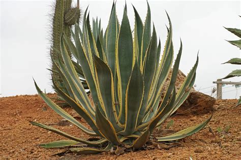 Agave americana cv.