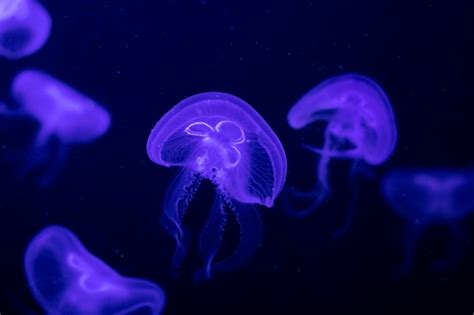 Premium Photo Aurelia Aurita Also Called The Common Jellyfish Moon