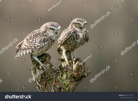 Two Beautiful Burrowing Owl Athene Cunicularia Stock Photo Edit Now