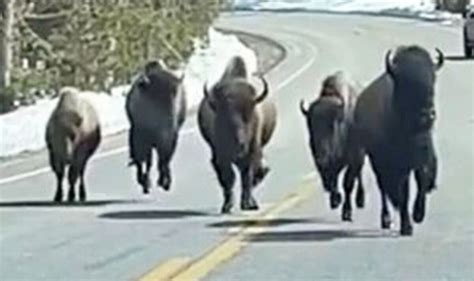 Heart Stopping Moment Bison Charge At Woman In Yellowstone National